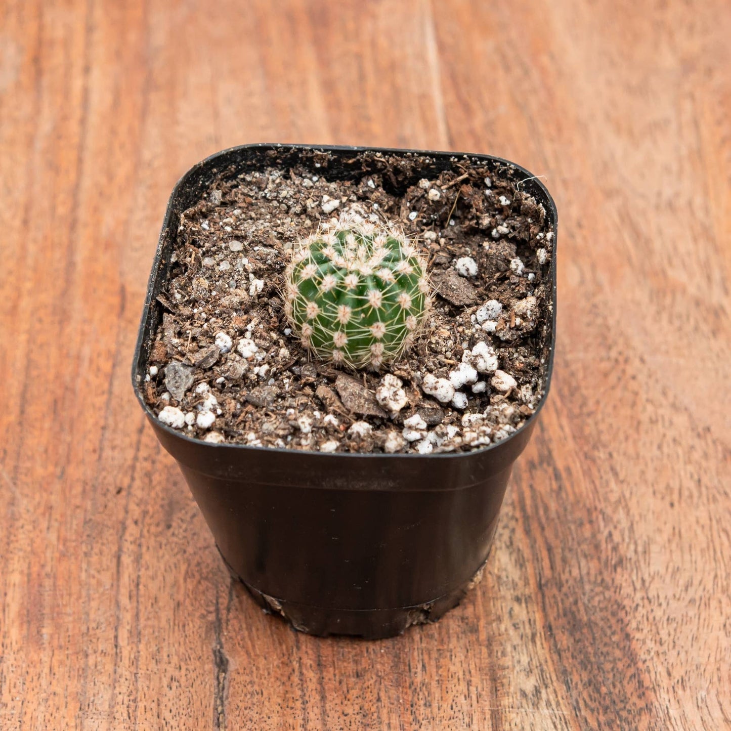 Assorted Cacti (Various Species)