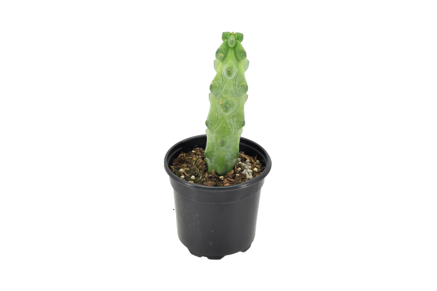 Boobie Cactus (Myrtillocactus geometrizans 'Fukurokuryuzinboku')