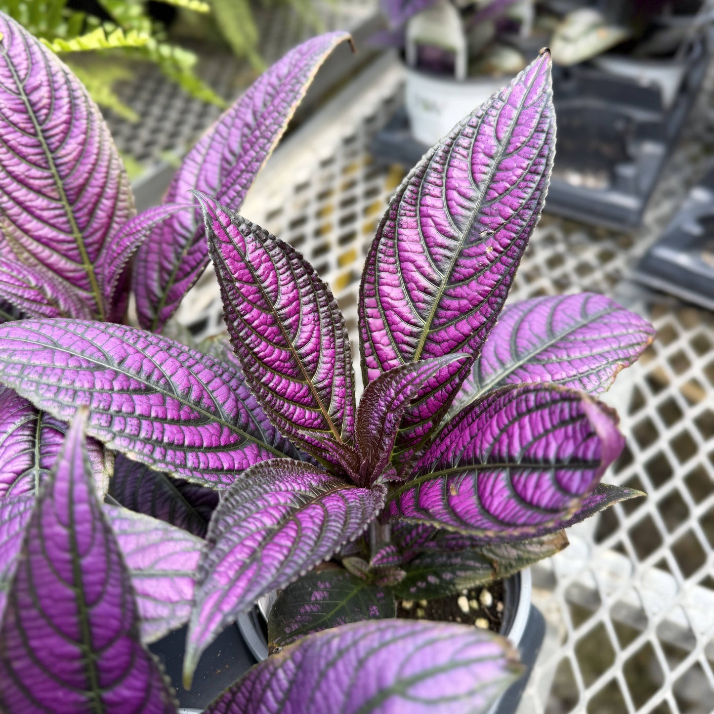 Purple Persian Shield