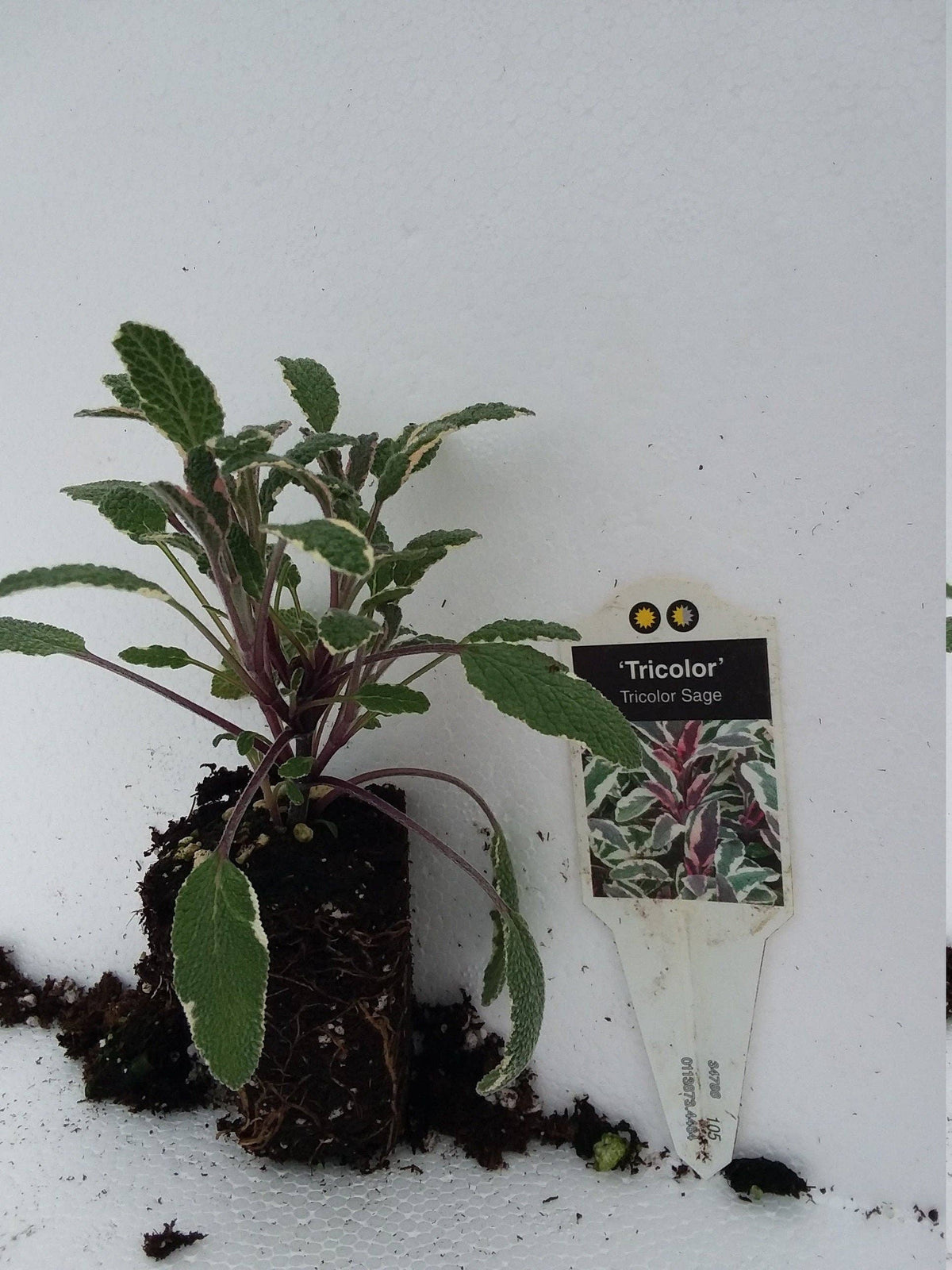 Tricolor Sage