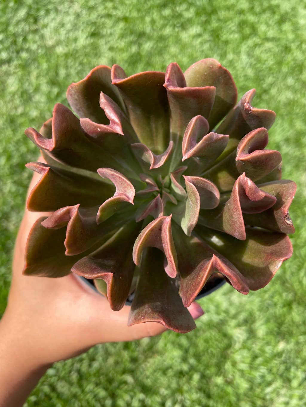 Echeveria 'Dark Vader'