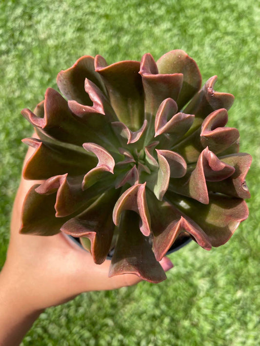Echeveria 'Dark Vader'