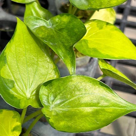 Alocasia Cucullata Banana Split variegated