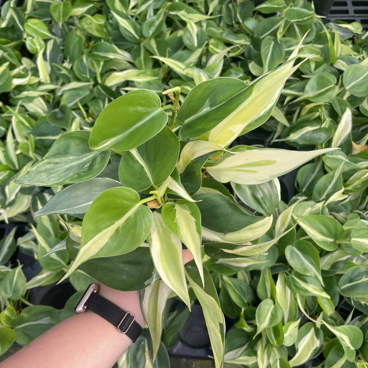 Silver Stripe Philodendron