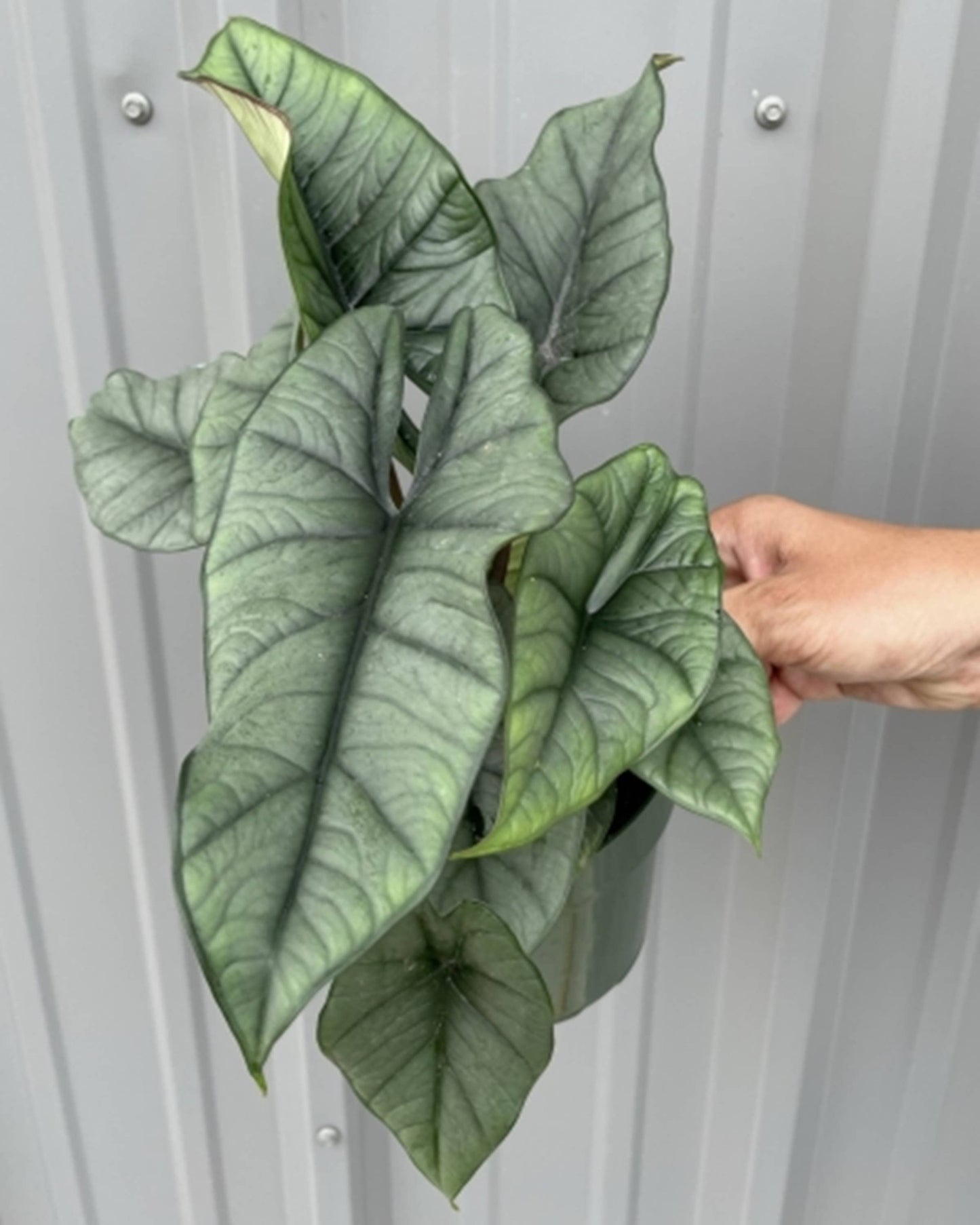 Alocasia Platinum