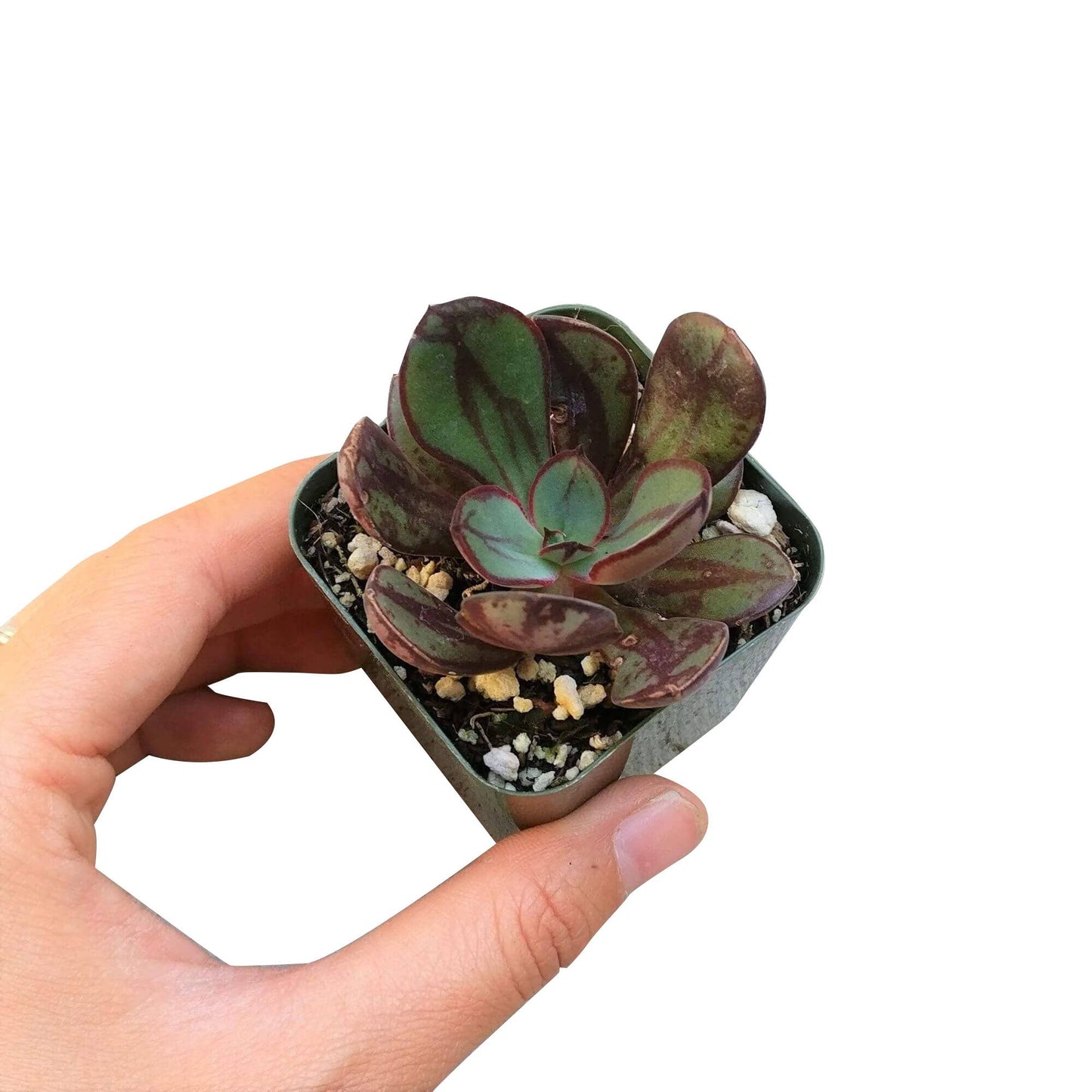 Painted Echeveria Nodulosa