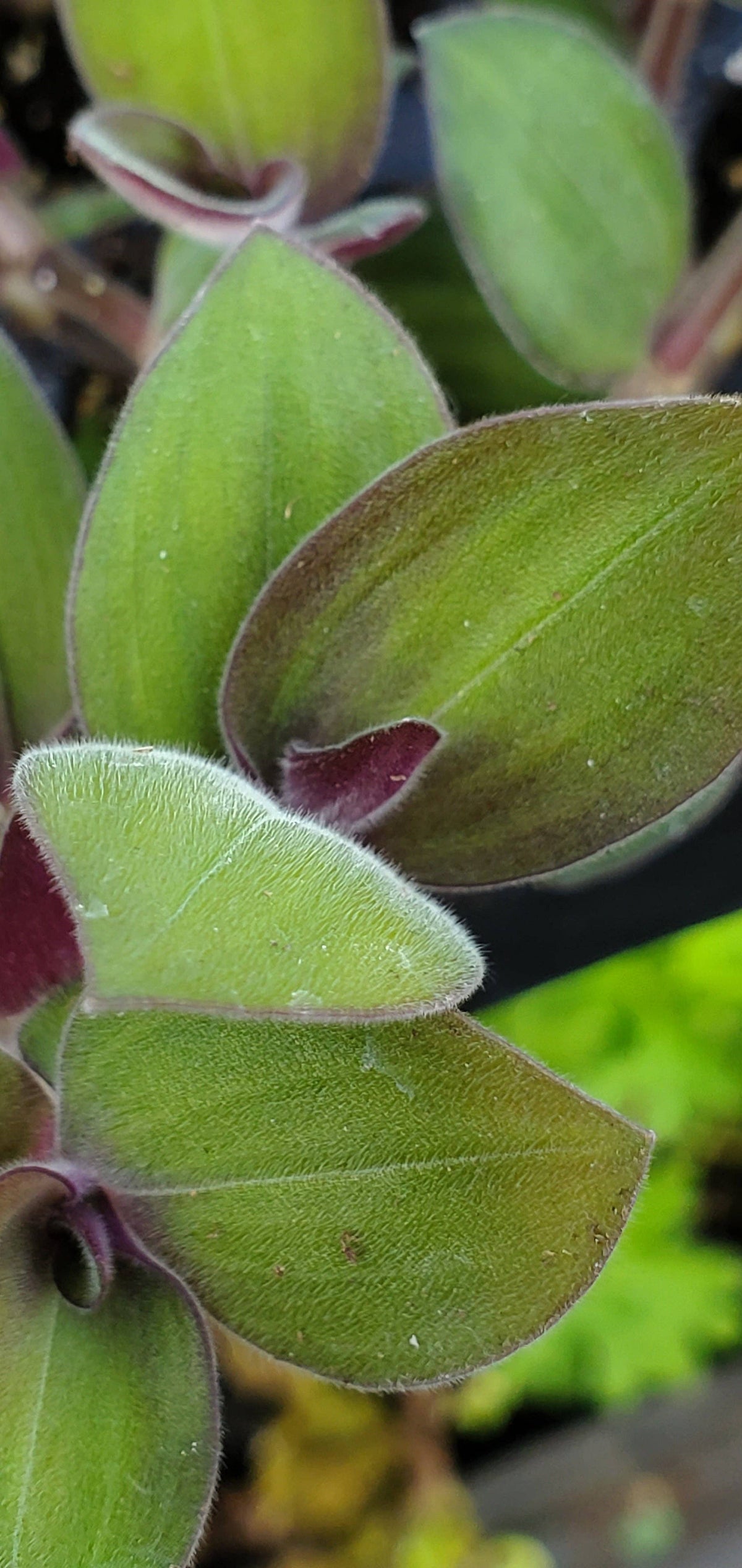 Baby Bunny Bellies Tradescantia Chrysophylla