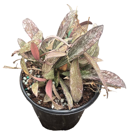 Hoya Sigillatis