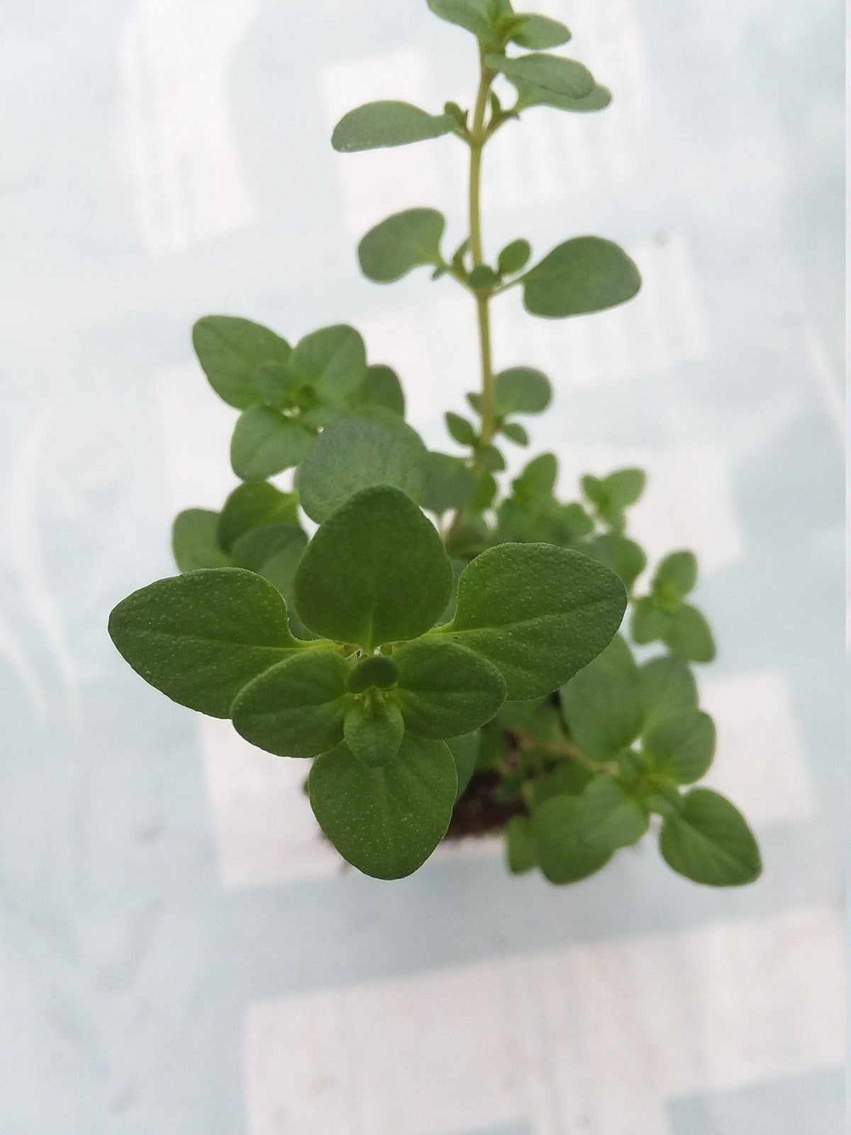 Lemon Thyme