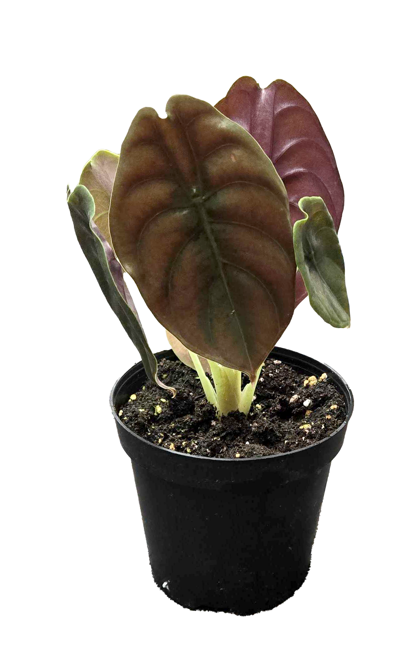 Alocasia Red Secret Cuprea