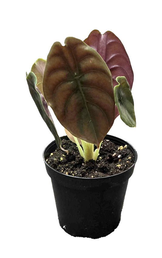 Alocasia Red Secret Cuprea