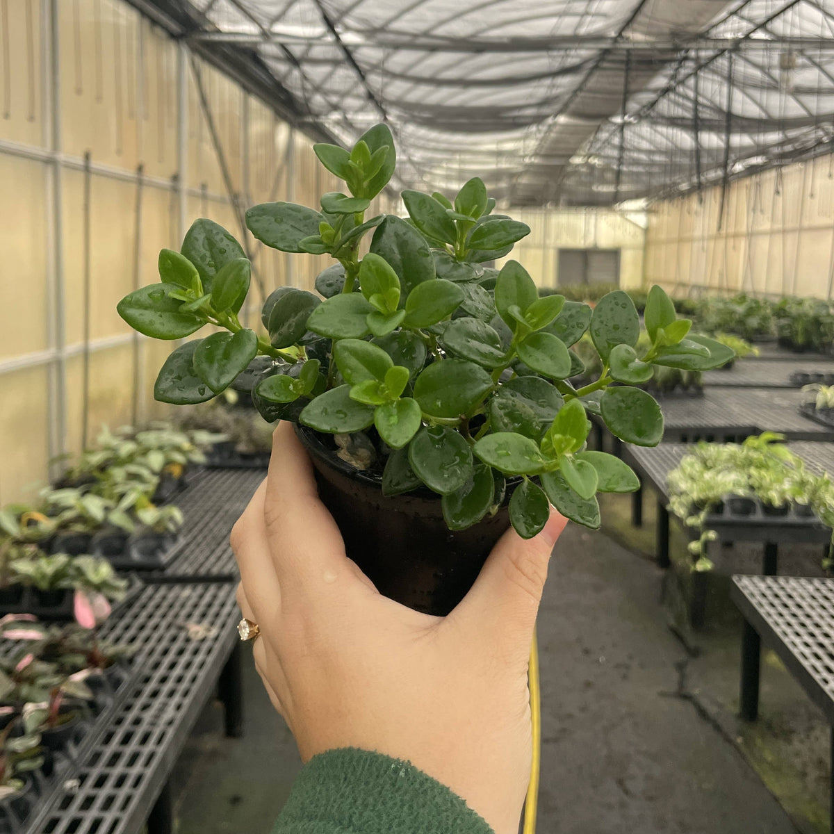 Goldfish Plant