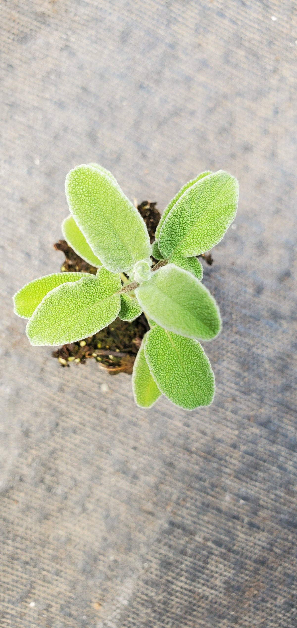 Greek Sage