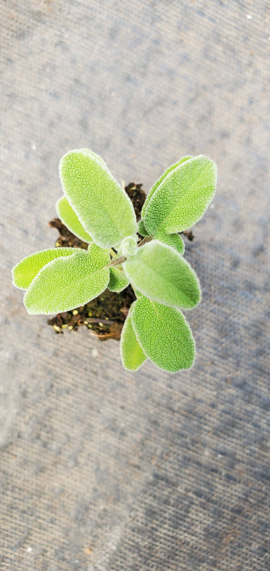 Greek Sage