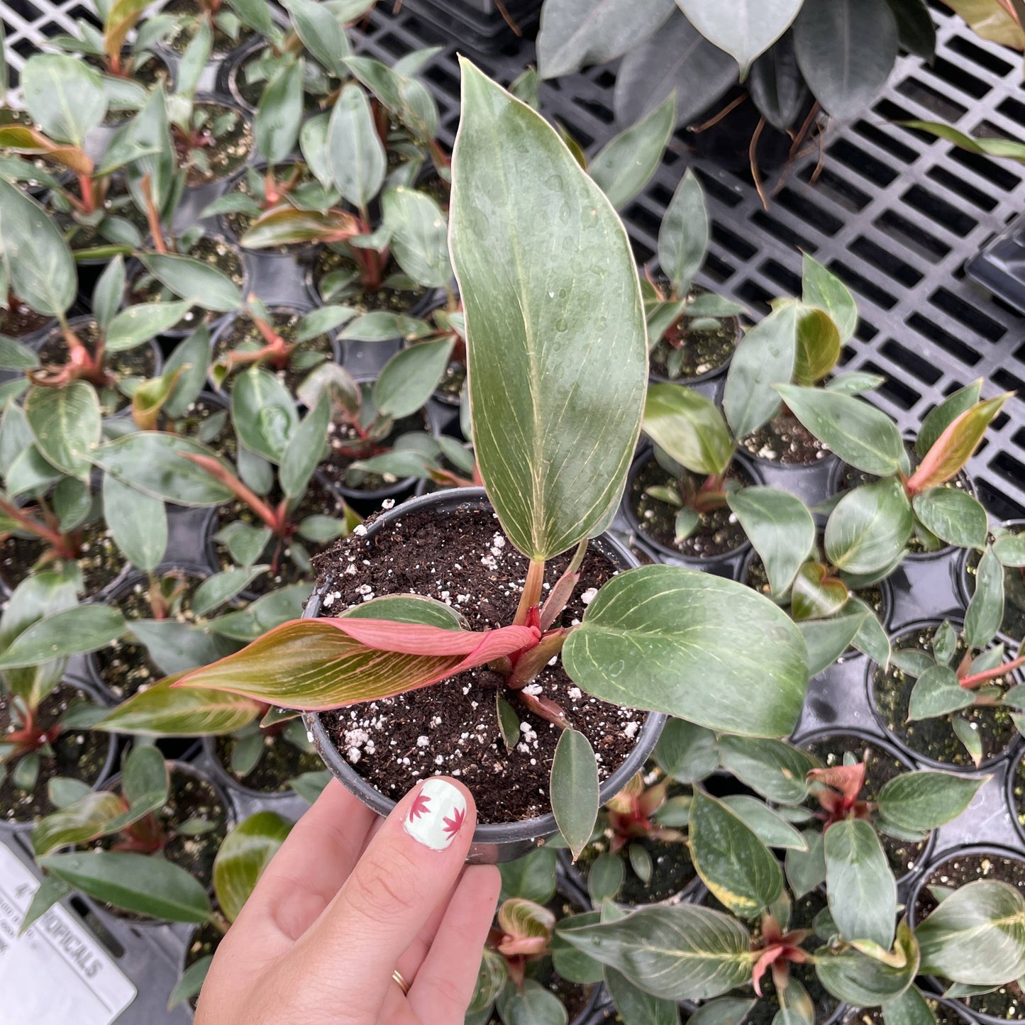 Pink Philodendron Birkin