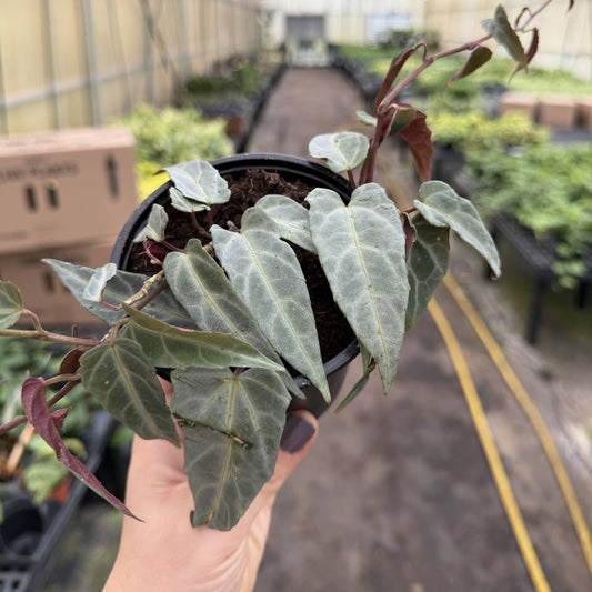 Jungle Vine - Cissus Amazonica