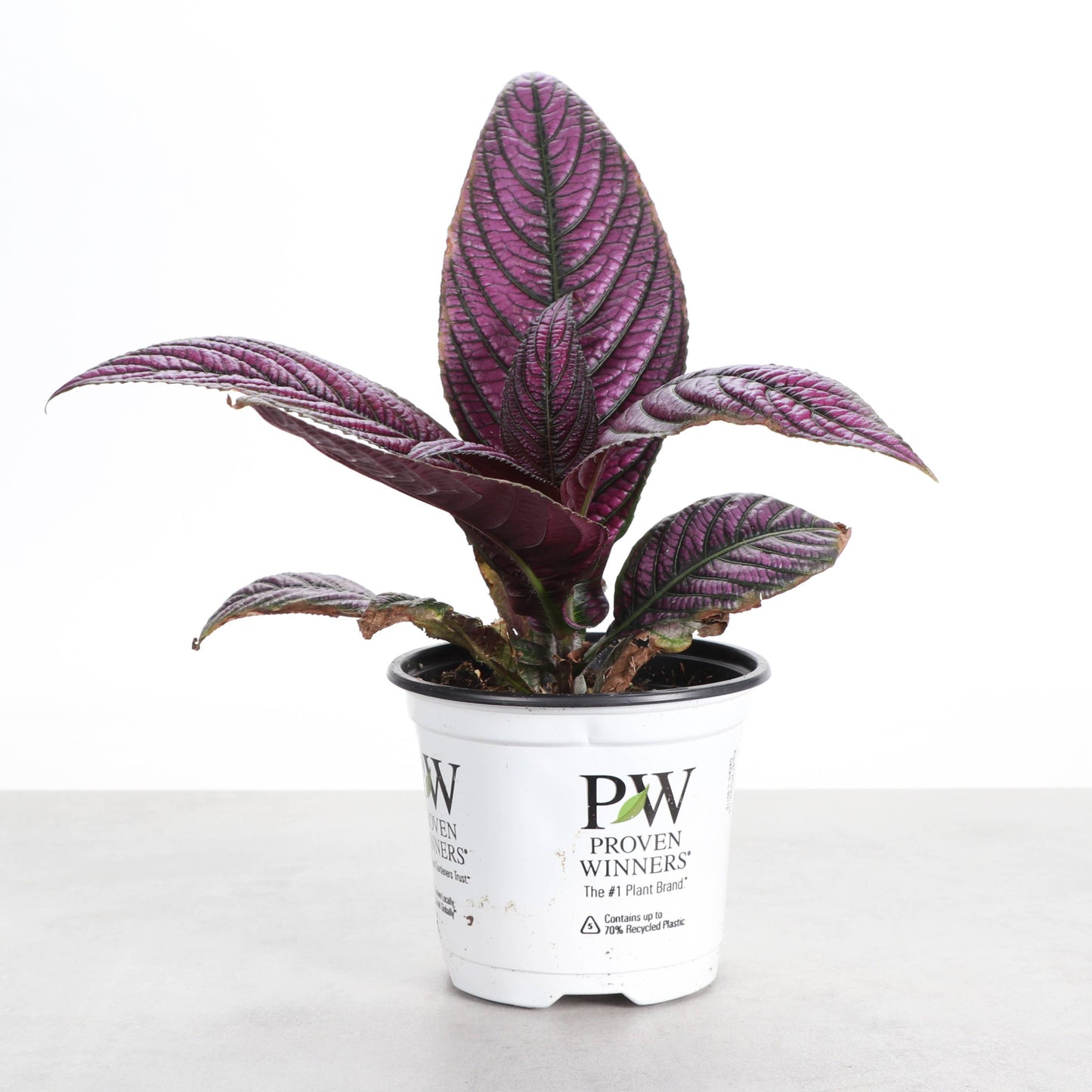 Purple Persian Shield