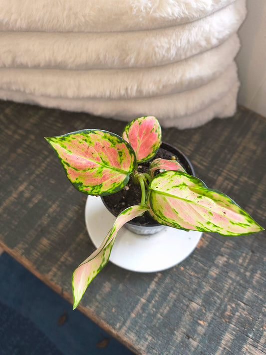 Aglaonema Red Zircon