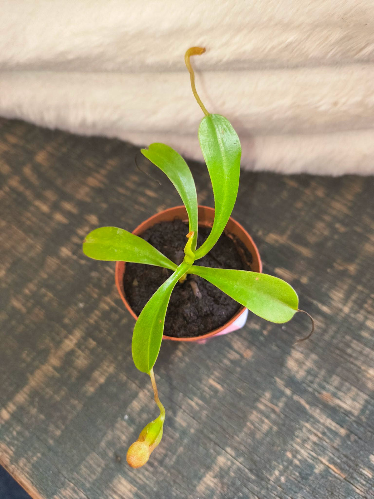 Nepenthes lowii × ventricosa 'Red'