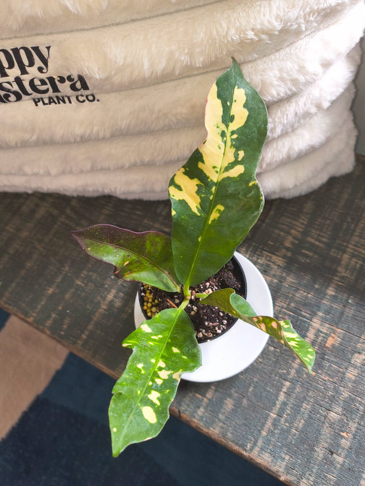 croton magnificent