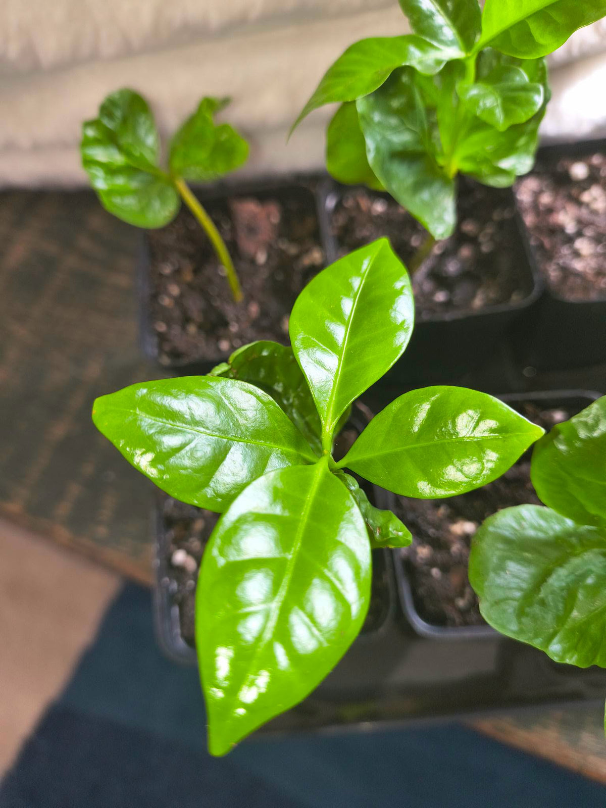 Coffee Plant