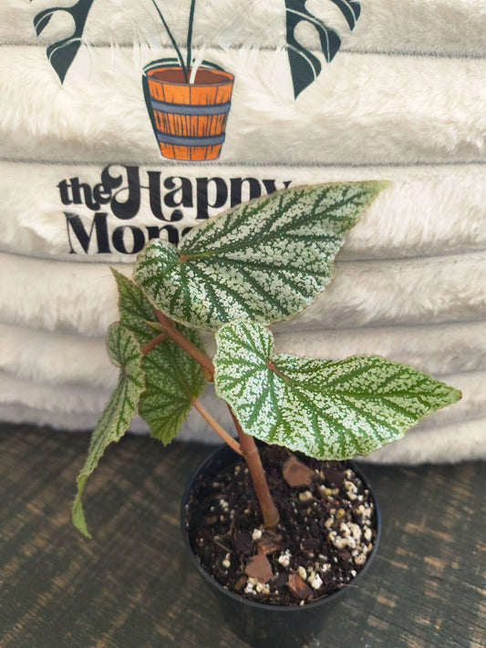 Begonia Snowcapped