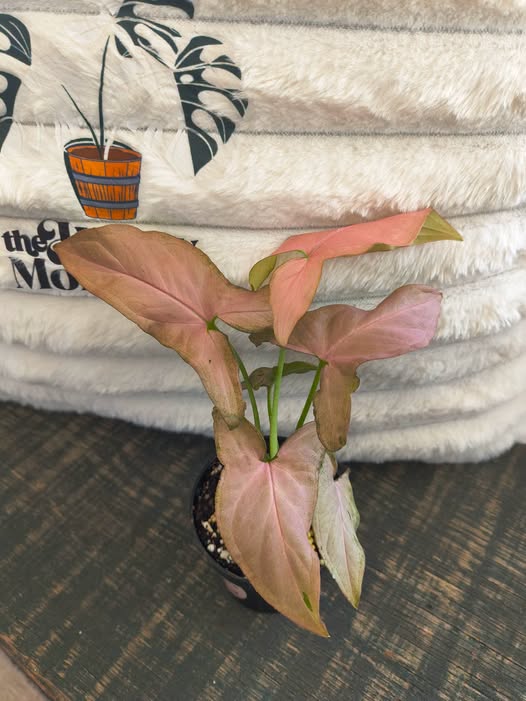 syngonium pink perfection