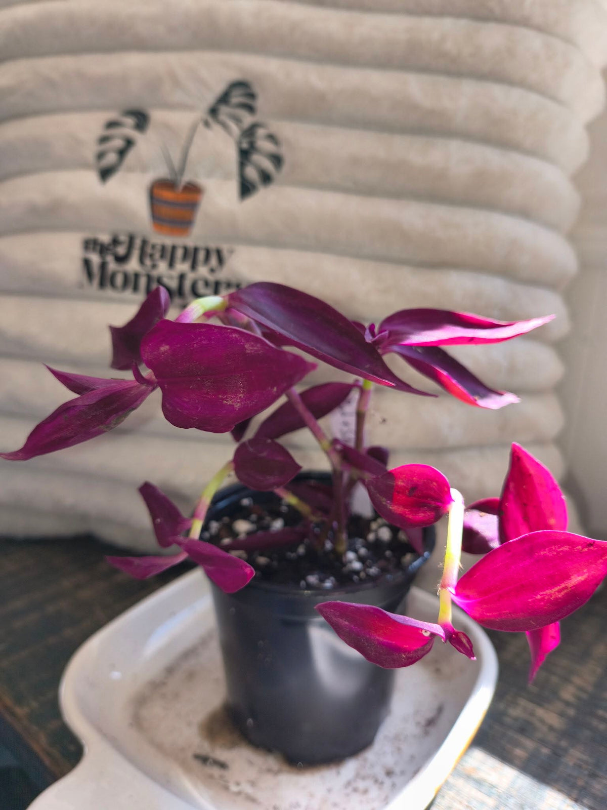 Tradescantia zebrina 'Burgundy'