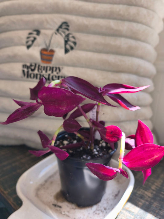 Tradescantia zebrina 'Burgundy'