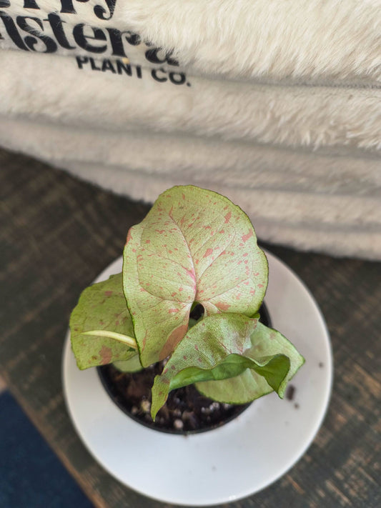 Syngonium Milk confetti