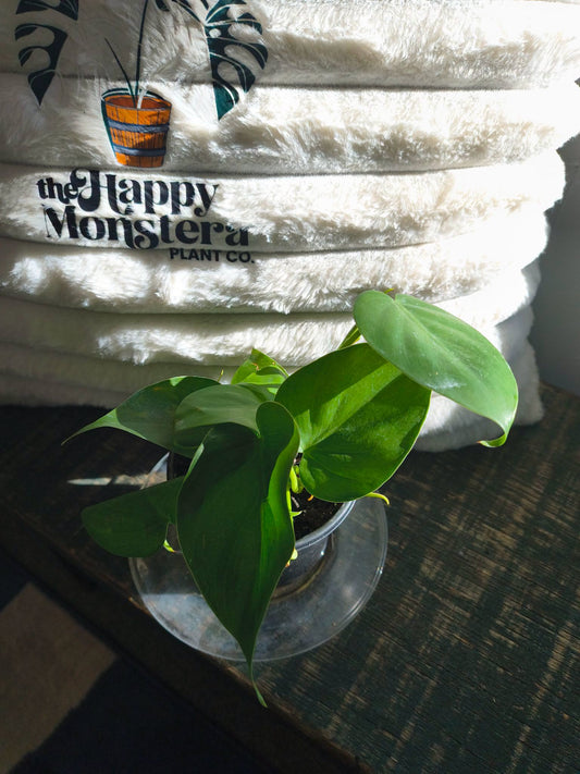 Heart Leaf Philodendron