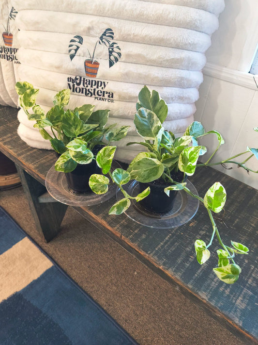 Pearls and Jade Pothos (Epipremnum aureum 'Pearls and Jade')