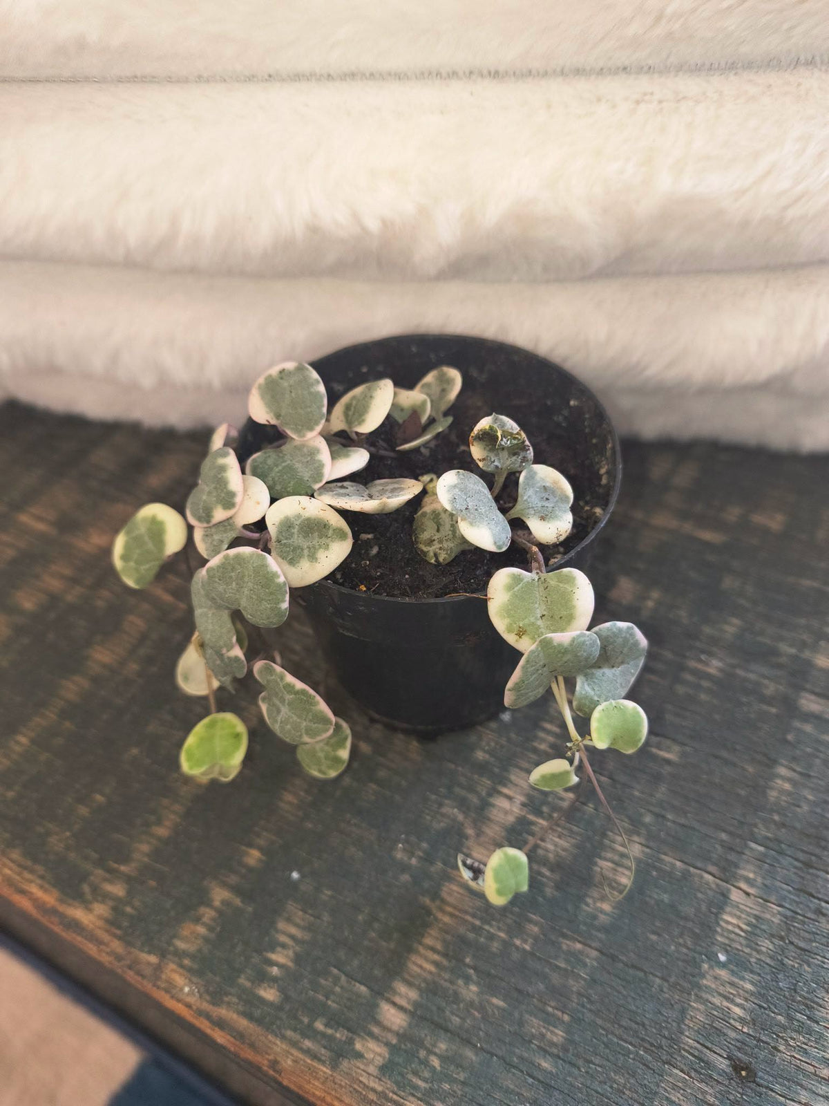 Variegated String of hearts