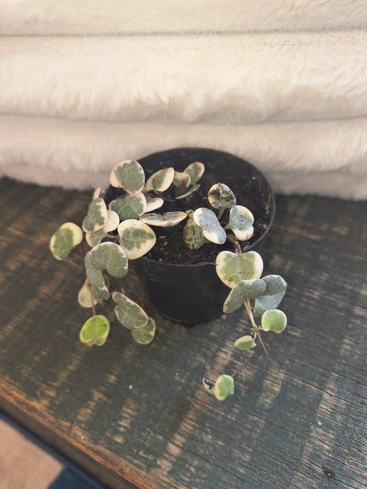 Variegated String of hearts