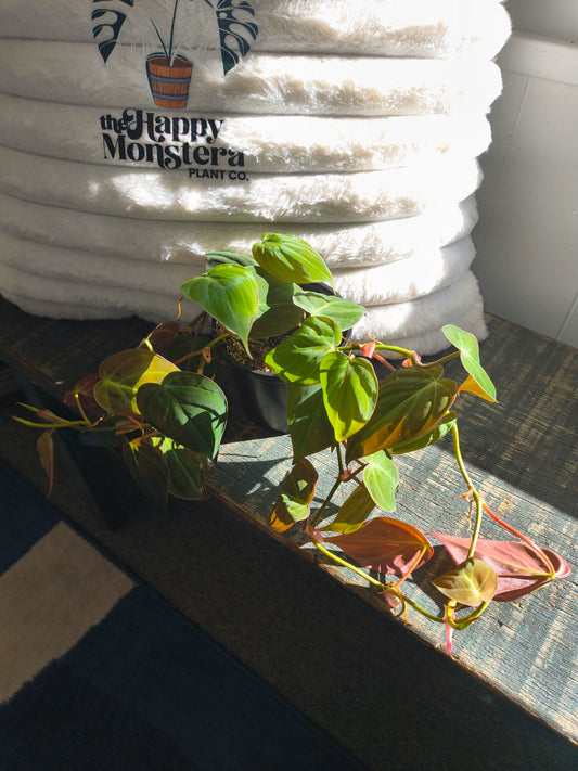 Philodendron micans