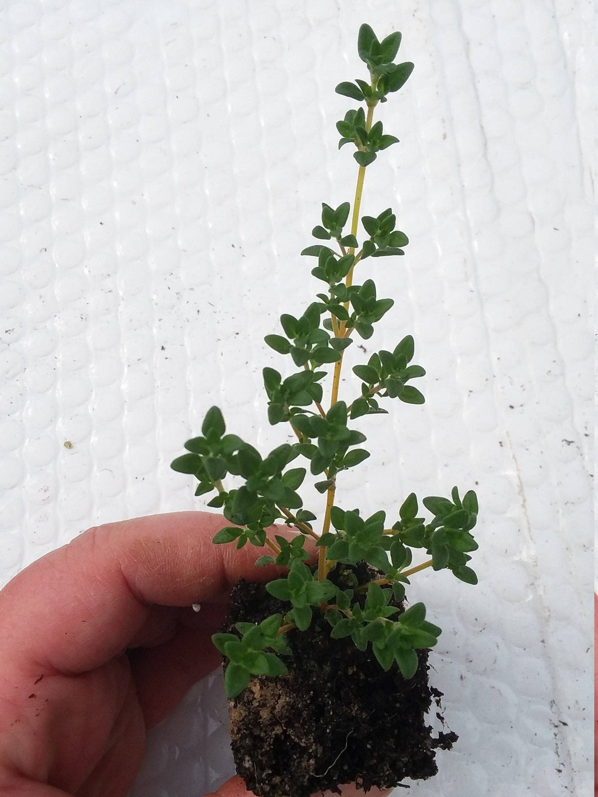 Lavender Thyme