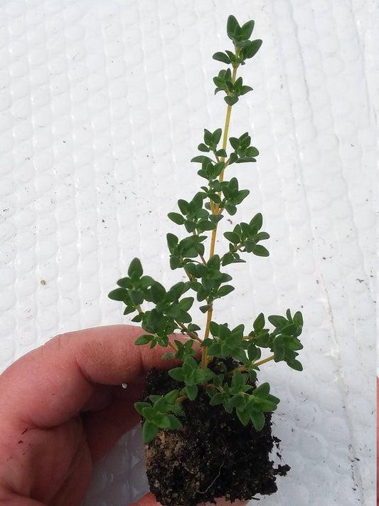 Lavender Thyme