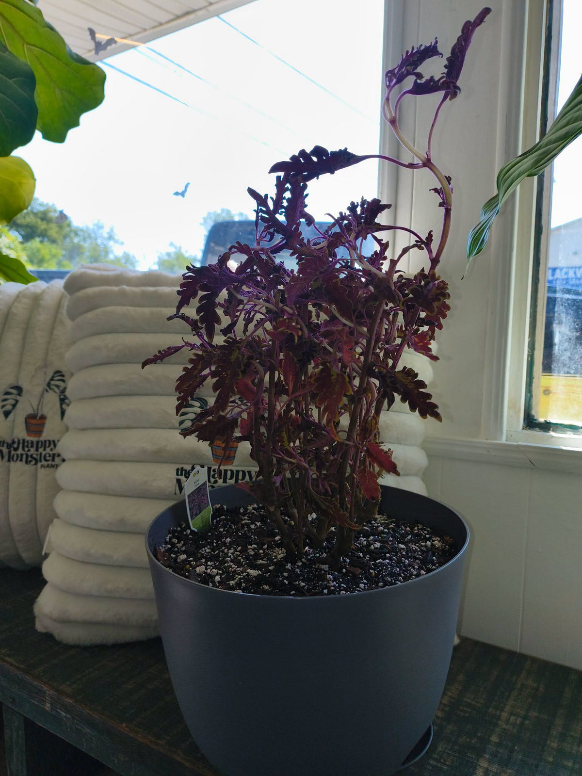 Kiwi Fern Coleus