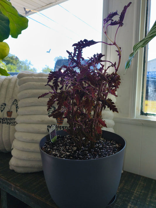 Kiwi Fern Coleus