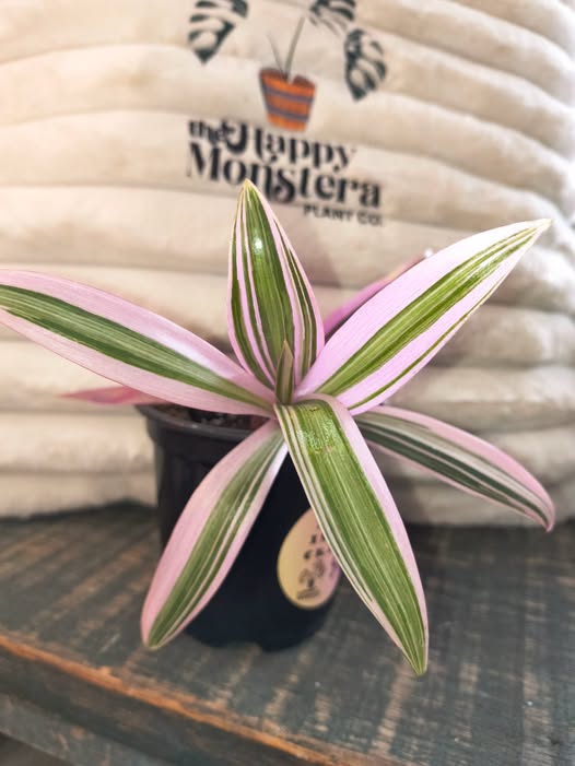 Pink Moses in the Cradle