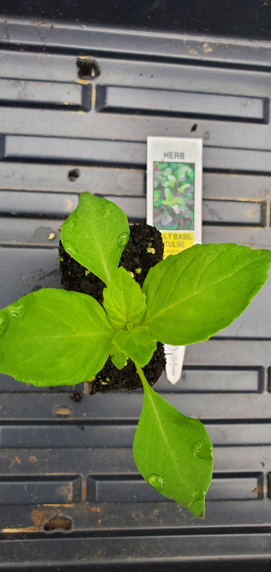 Holy Basil Tulsi