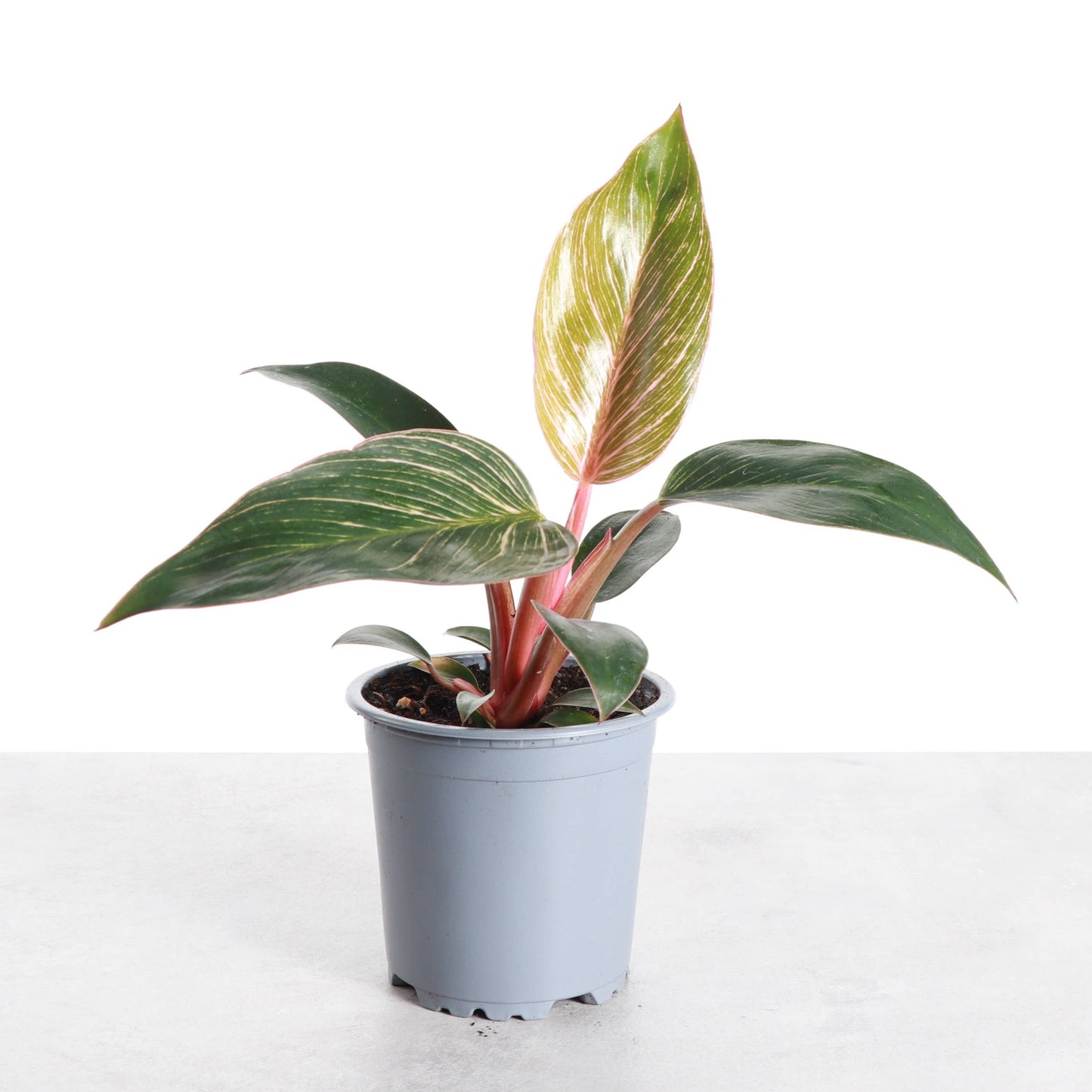 Pink Philodendron Birkin