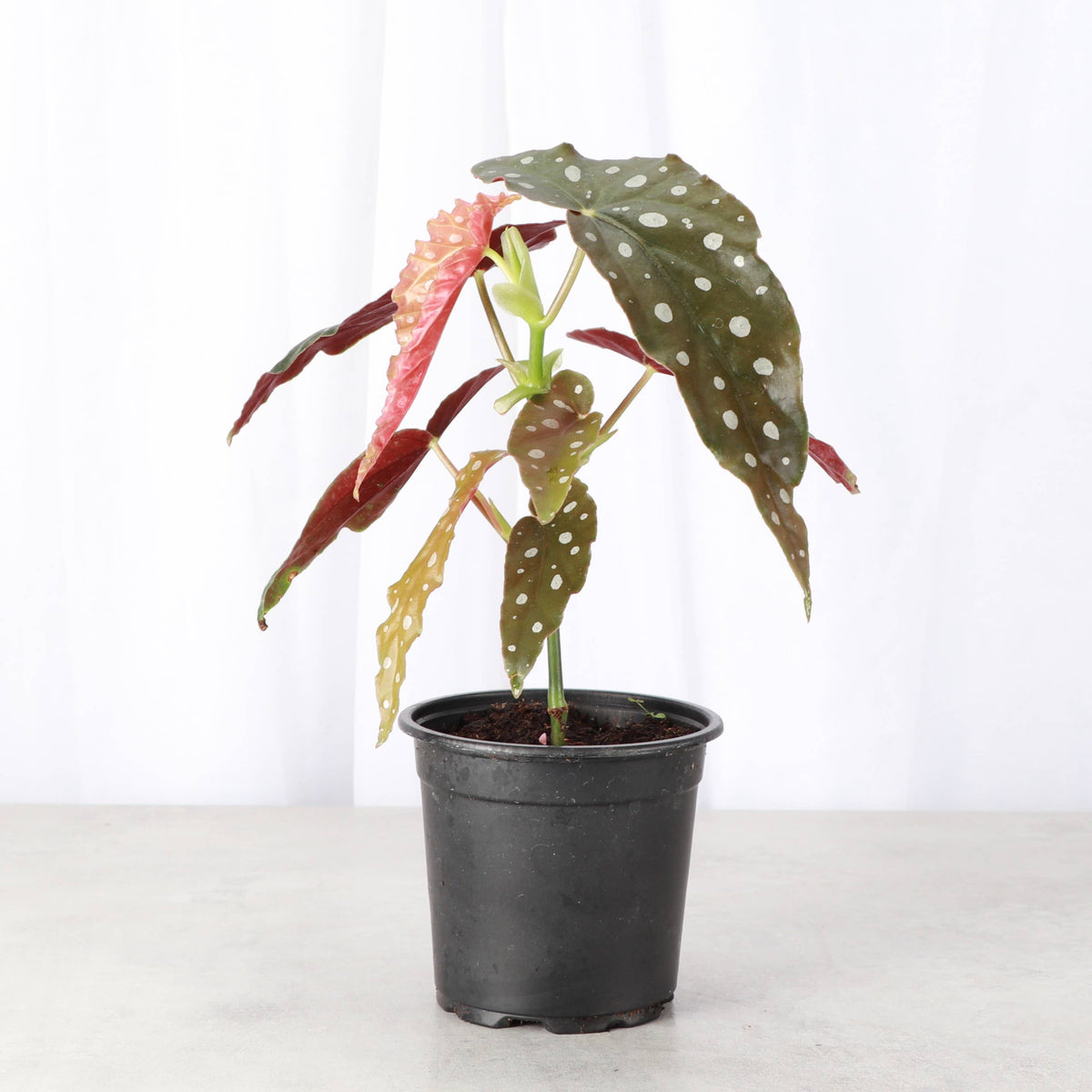Begonia Maculata - Polka Dot Plant