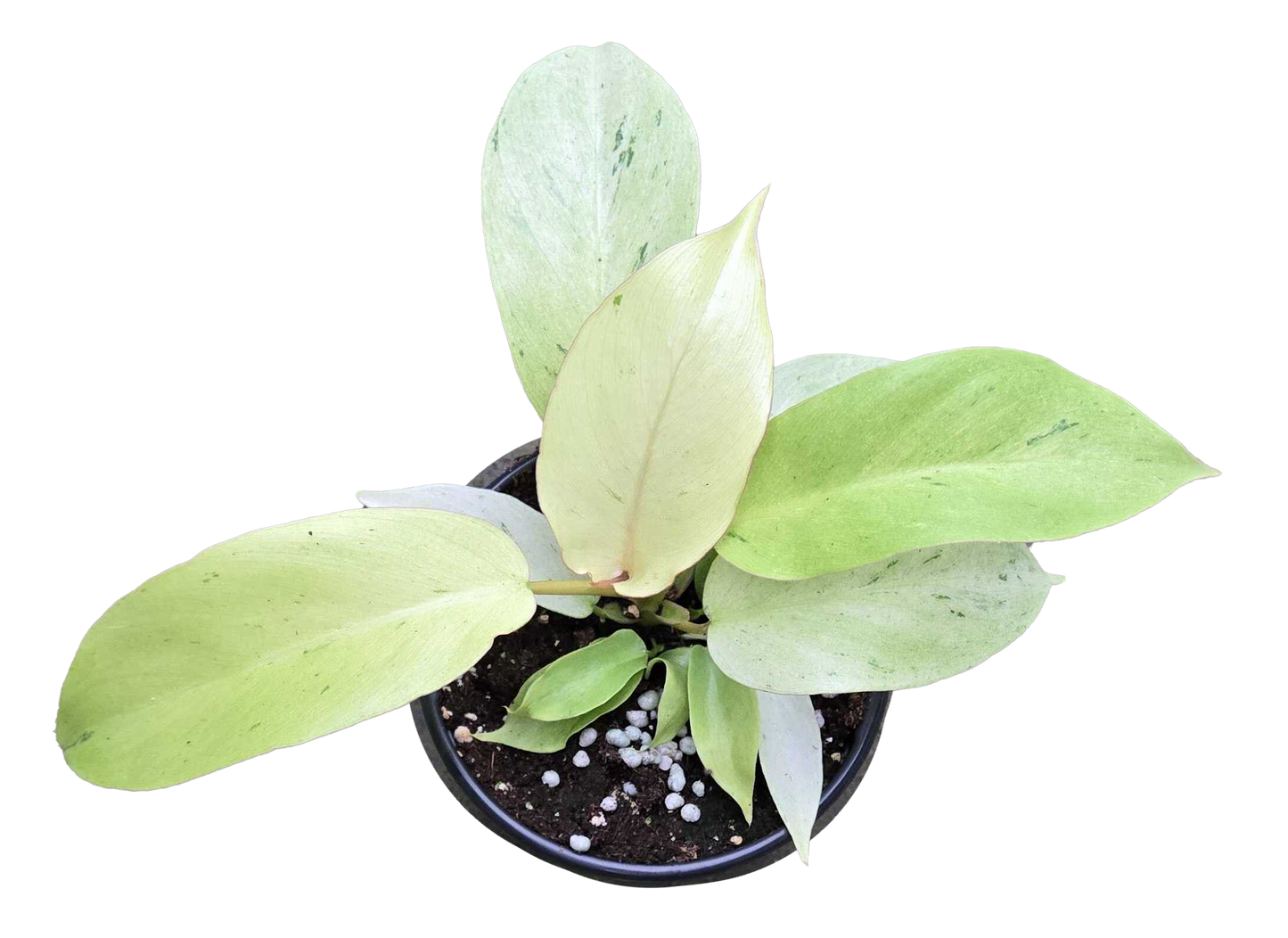 Philodendron Snowdrift