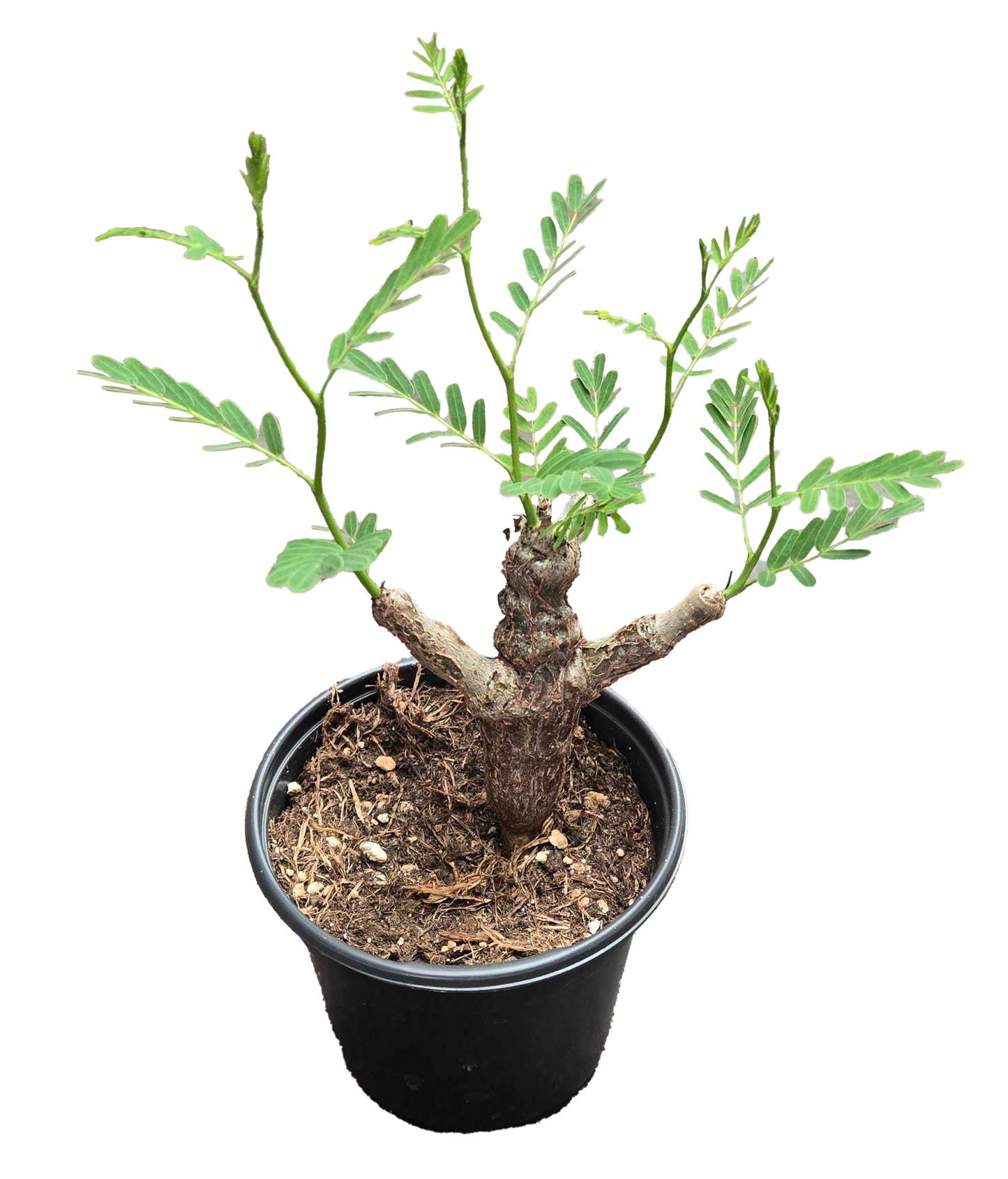 Senna Meridonalis