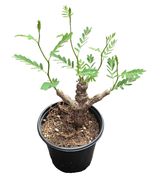 Senna Meridonalis
