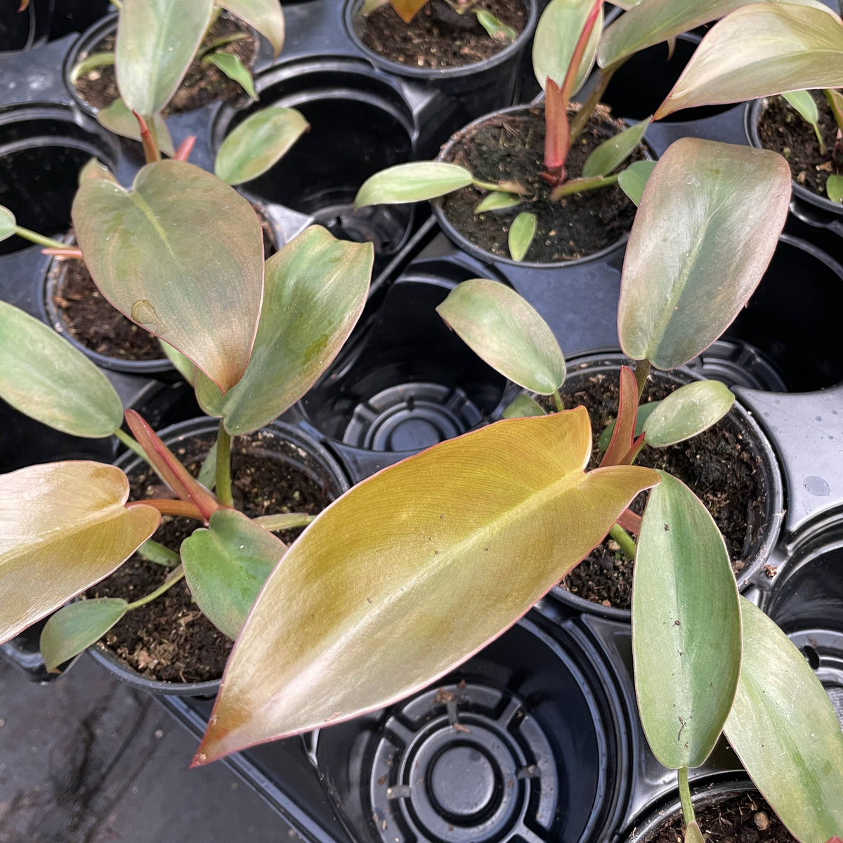 Philodendron Sayaka