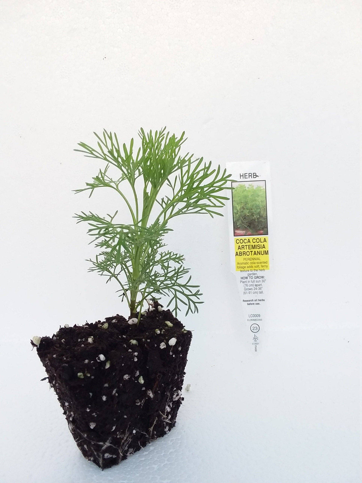 Artemisia abrotanum Coca Cola Plant