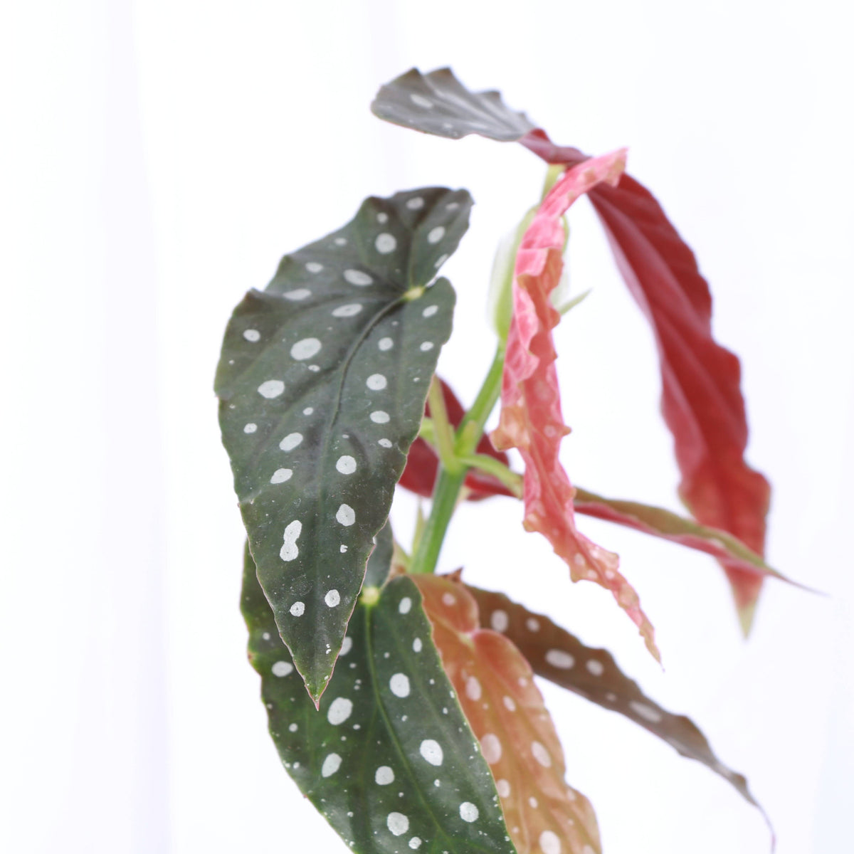 Begonia Maculata - Polka Dot Plant