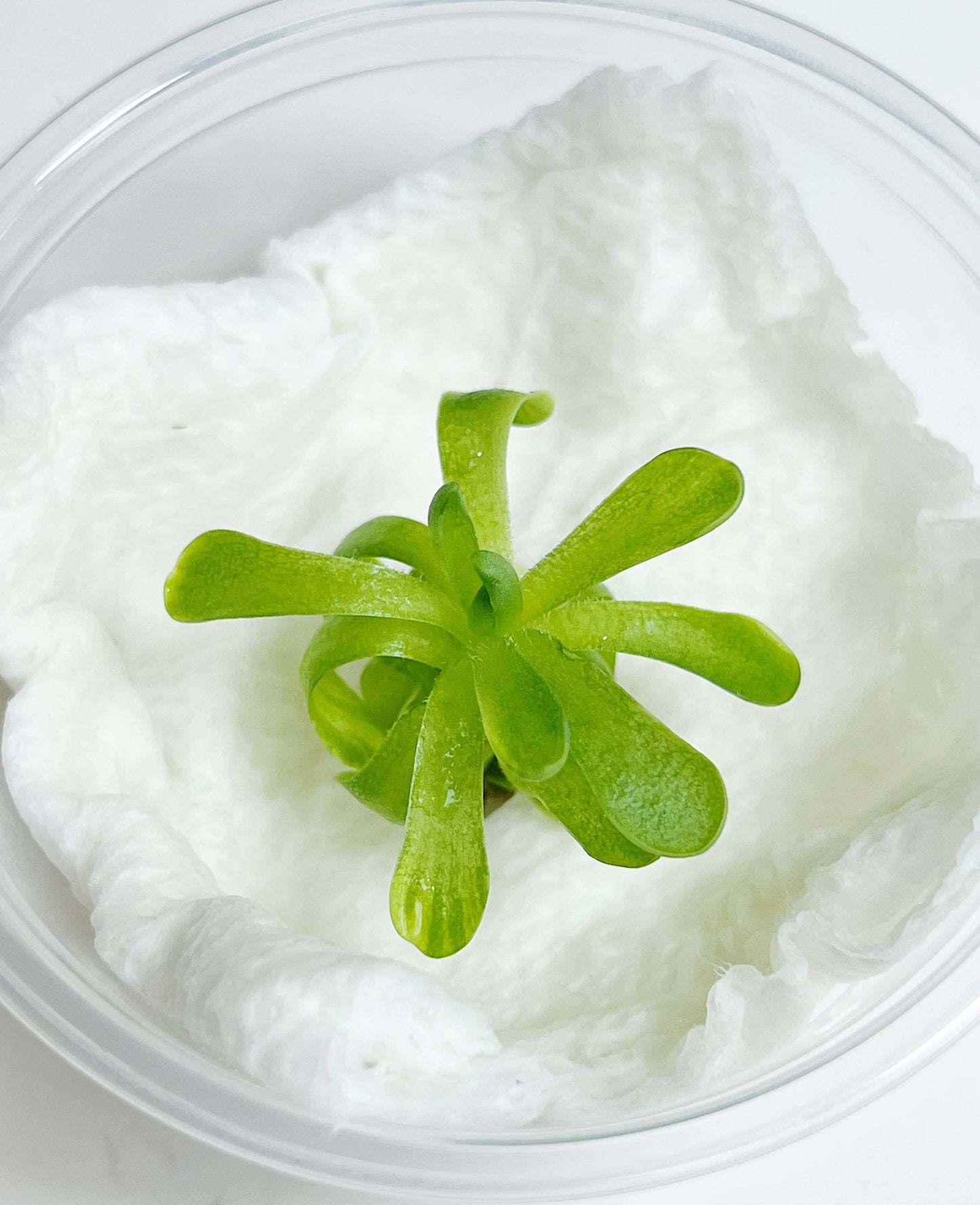Pinguicula esseriana – Mexican Butterwort (Plant Only)